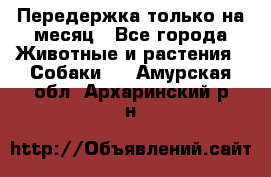 Передержка только на месяц - Все города Животные и растения » Собаки   . Амурская обл.,Архаринский р-н